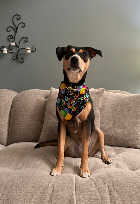 Happy Birthday dog bandana