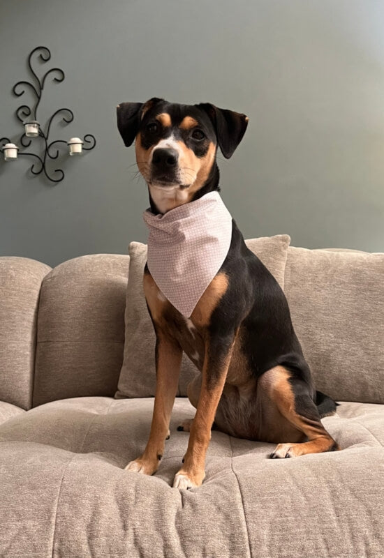 Light Gray Window to My Heart dog bandana
