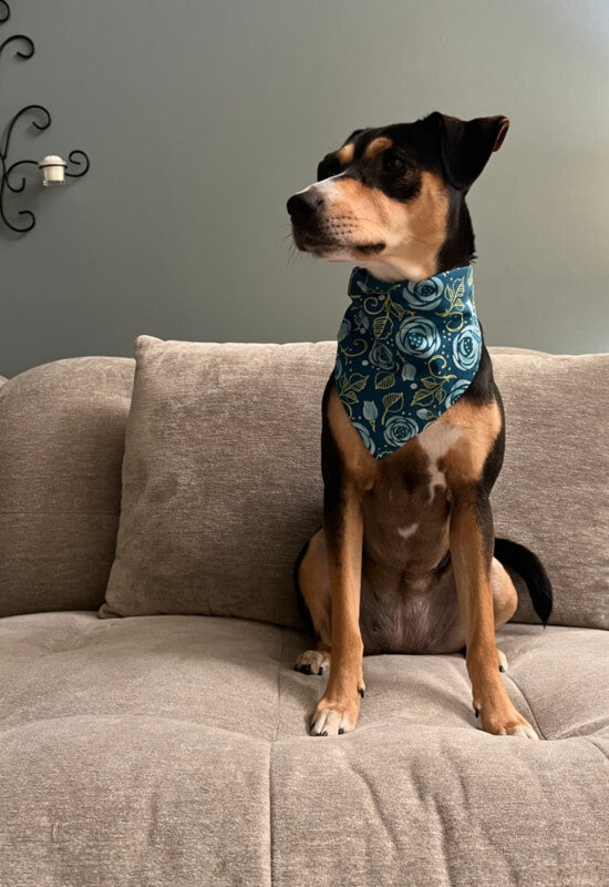 Turquoise Roses dog bandana