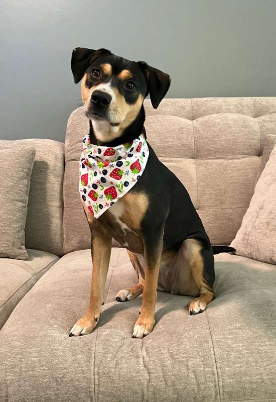 Berries Dog Bandana