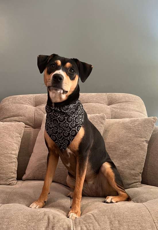 Swirls & Stars dog bandana
