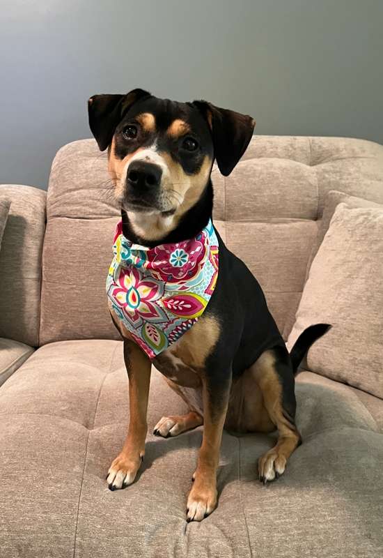 Tropical Mandala dog bandana