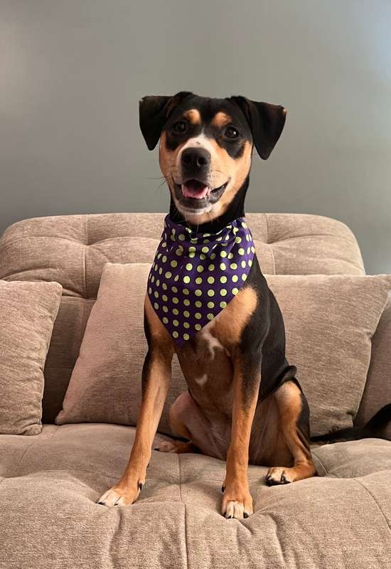 Lime Green Polka Dot dog bandana