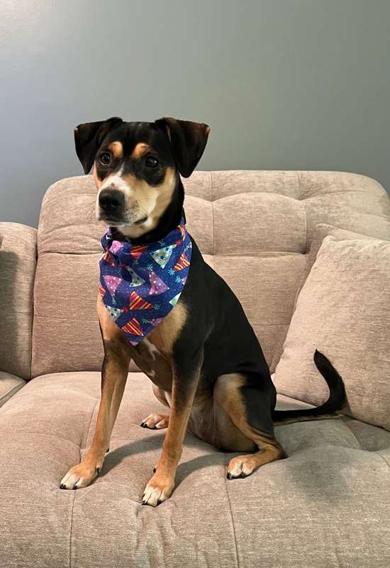 Party Hats Dog Bandana