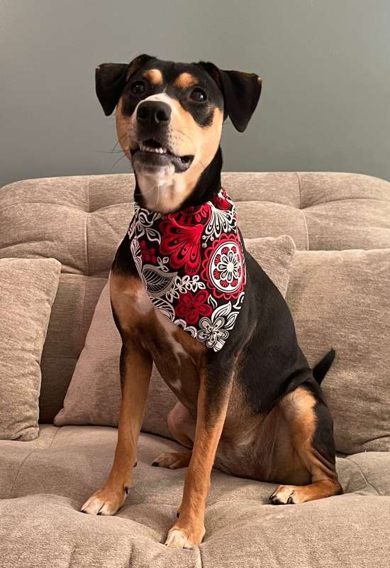 Red, White, and Black Floral dog bandana