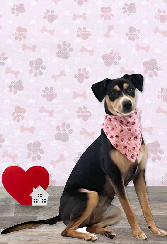Dog Bones & Paw Prints Dog Bandana - Pink