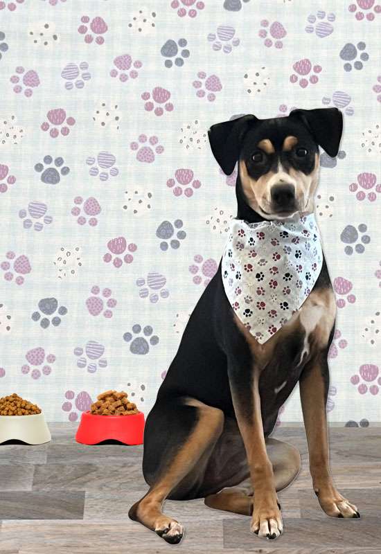 Puppy Paw Print Dog Bandana
