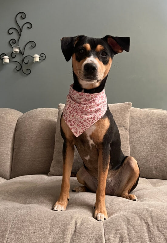 Red Ditsy Floral Dog Bandana