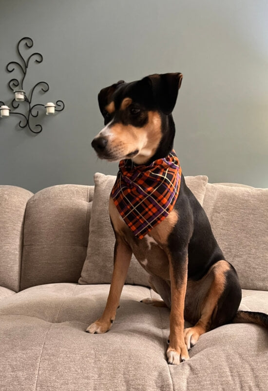 Halloween Plaid Dog Bandana