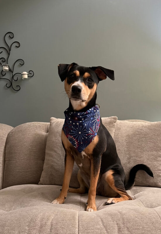 Fireworks Dog Bandana