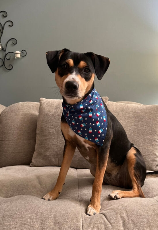 Rocket Popsicles Dog Bandana