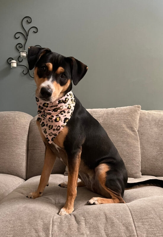 Pale Pink with Cheetah Print Dog Bandana