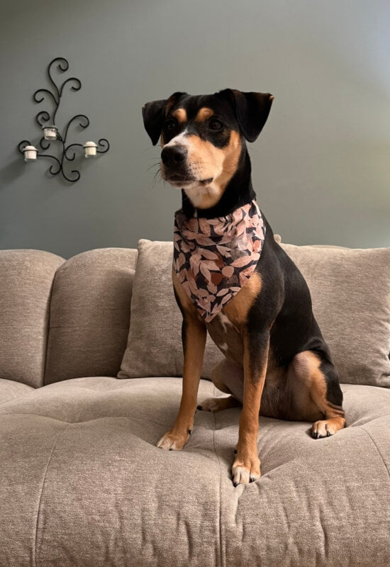 Leaf Print Dog Bandana