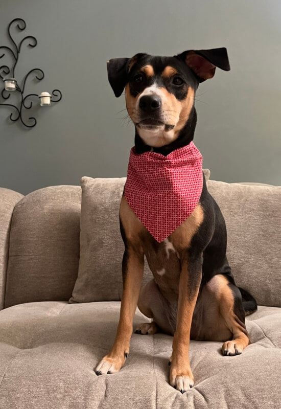 Window To My Heart Dog Bandana - Red