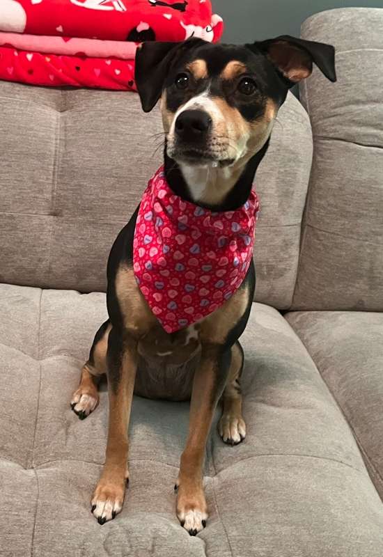 Conversation Hearts Dog Bandana