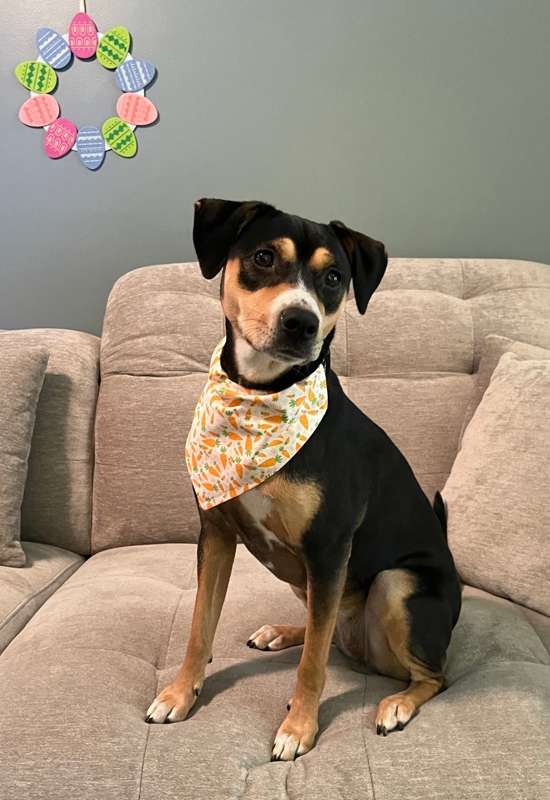 Carrots Dog Bandana