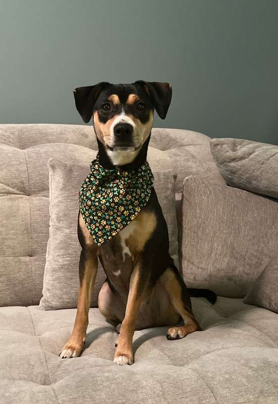 Shamrocks & Paw Prints Dog Bandana