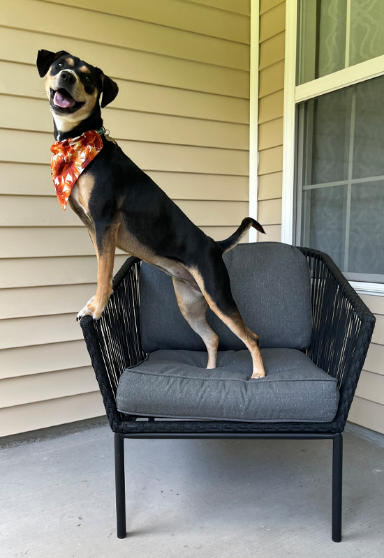 Autumn Leaves Dog Bandana