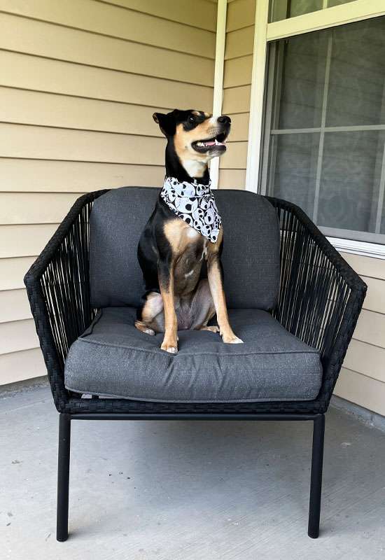 Jack Skellington Dog Bandana