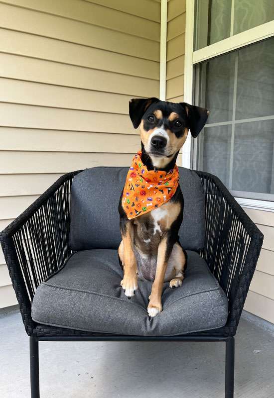 Puppy Halloween Favorites Dog Bandana (orange)