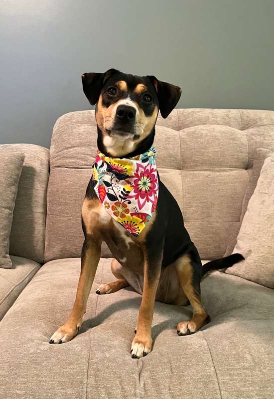 Floral Print Dog Bandana