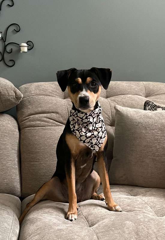 Ghosts Dog Bandana