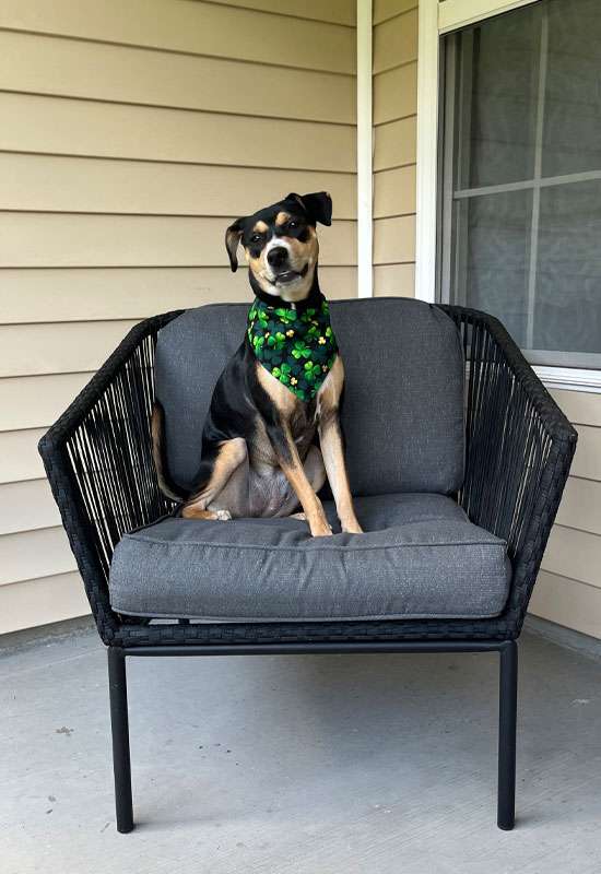 Green Clovers Dog Bandana