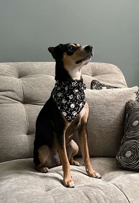 Jack Skellington & Bones Dog Bandana