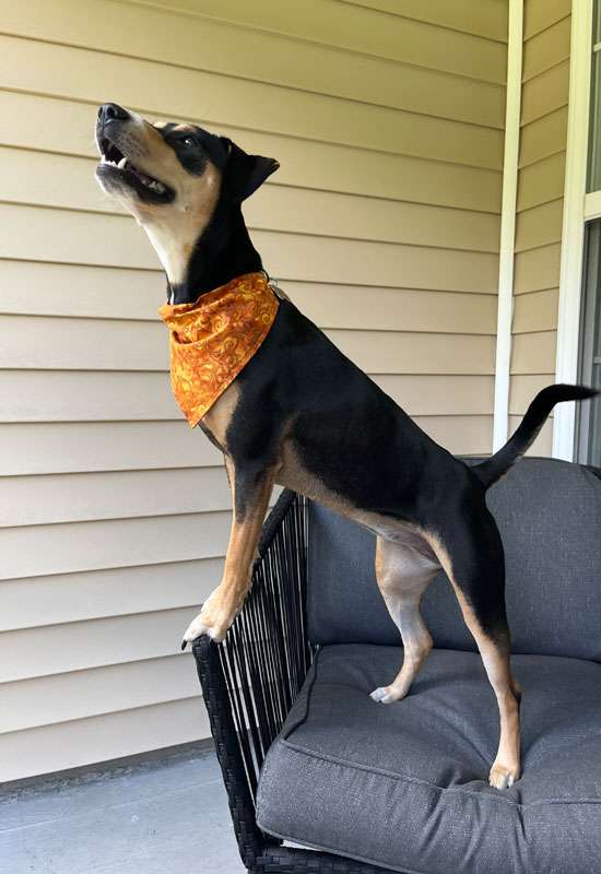 Autumn Swirls Dog Bandana