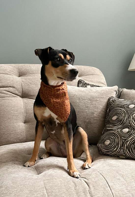 Fall Leaves Dog Bandana