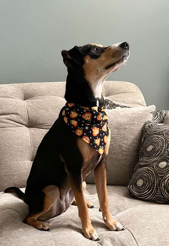 Jack O' Lantern Dog Bandana (glow-in-the-dark)