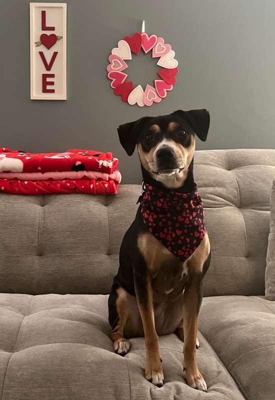 Red Hearts Dog Bandana