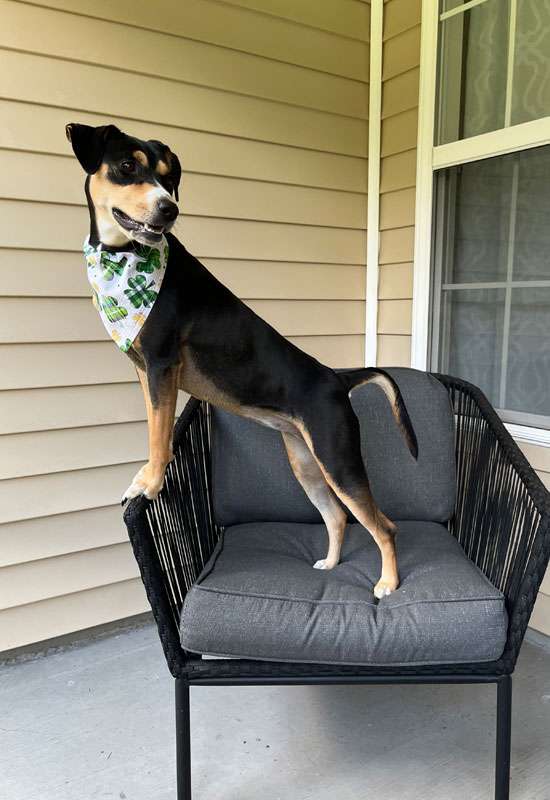 Shamrock dog outlet bandana