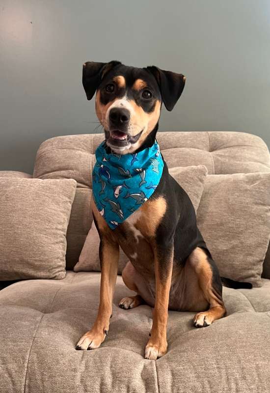 Shark Dog Bandana