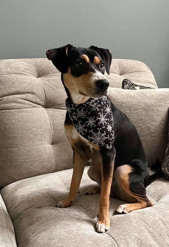 Spider Web Dog Bandana (glow-in-the-dark)