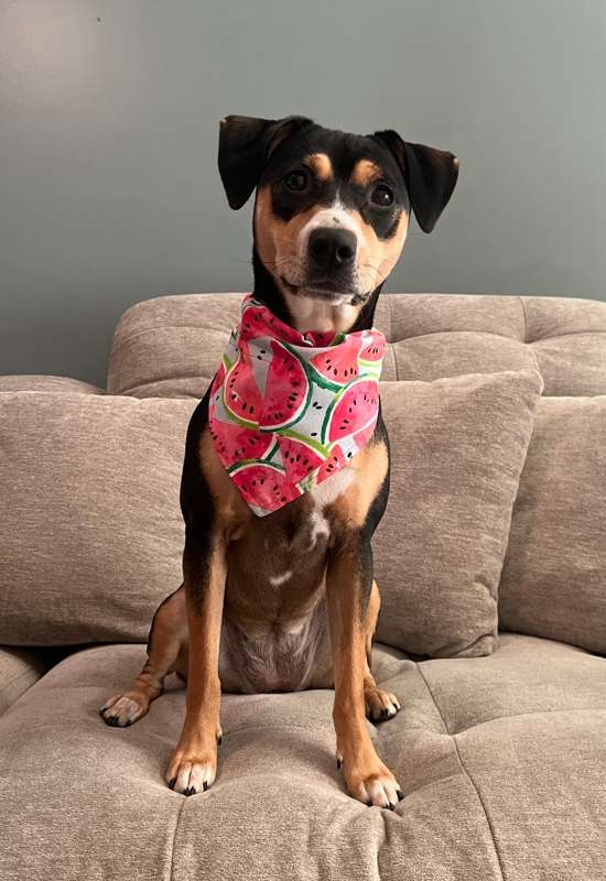 Watermelon Dog Bandana