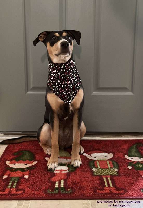 Holiday Dog Bones Dog Bandana