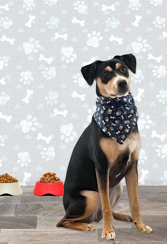 Dog Bones & Paw Prints Dog Bandana - Blue