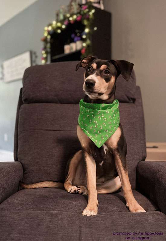 Candy Canes Green Dog Bandana