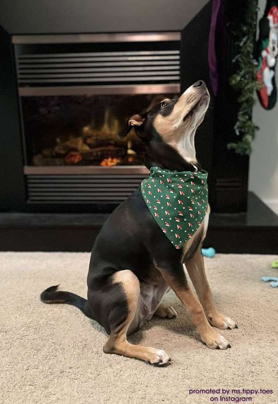 Santa Hats Dark Green Dog Bandana