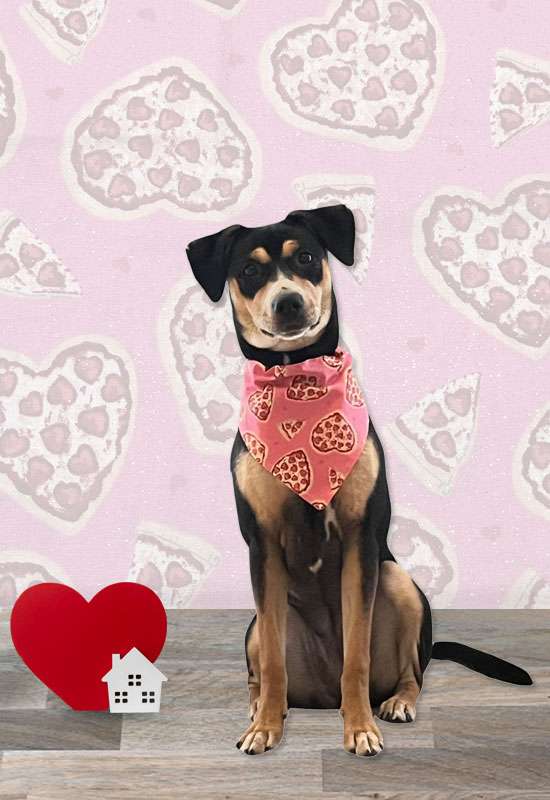 Heart Pizzas Dog Bandana