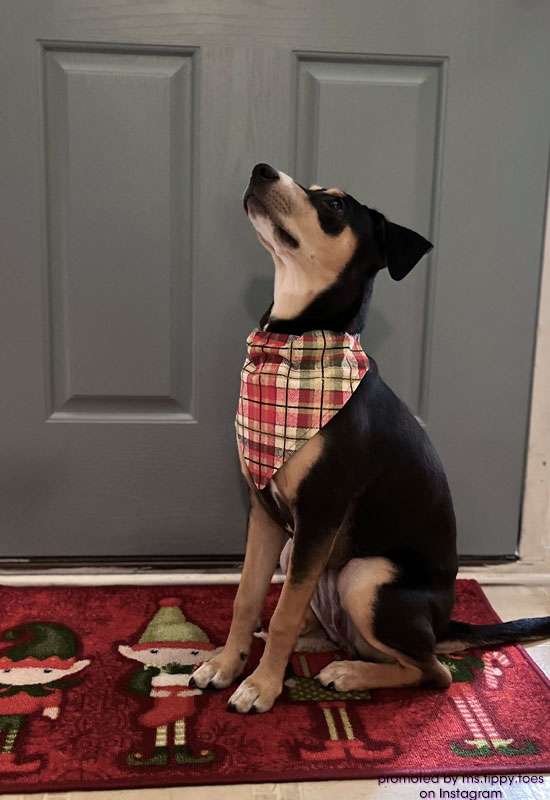 Red & Gold Plaid Dog Bandana