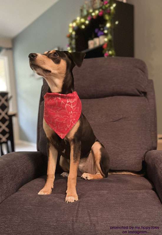 Red Poinsettia Dog Bandana